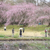 美術館の枝垂れ桜