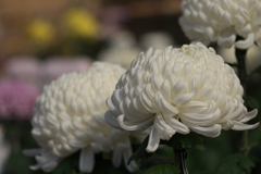 菊花展7