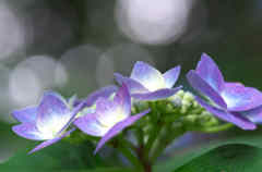 玉ボケ七変化２