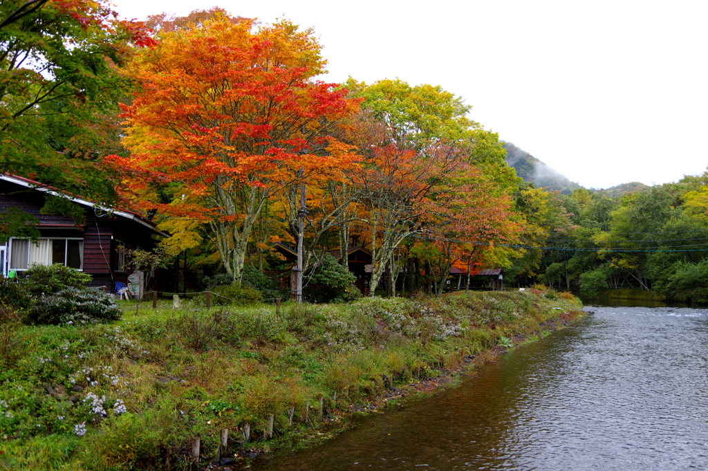 ｷｬﾝﾌﾟ場の紅葉