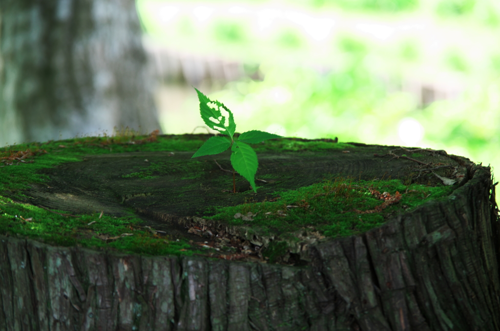 明日に向かって