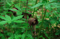 ウラシマソウ　Arisaema urashima