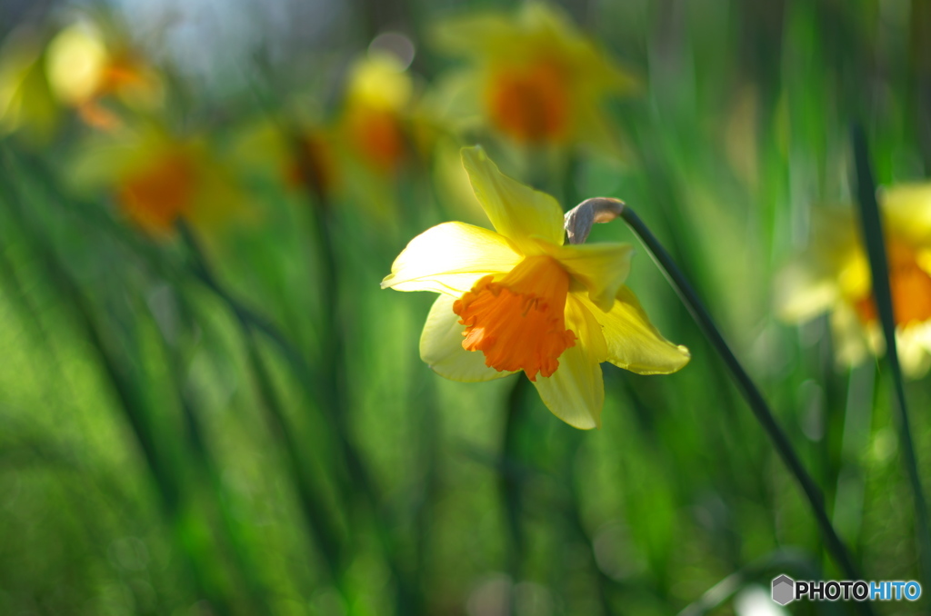 黄色いスイセン