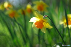 黄色いスイセン