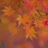 公園の紅葉
