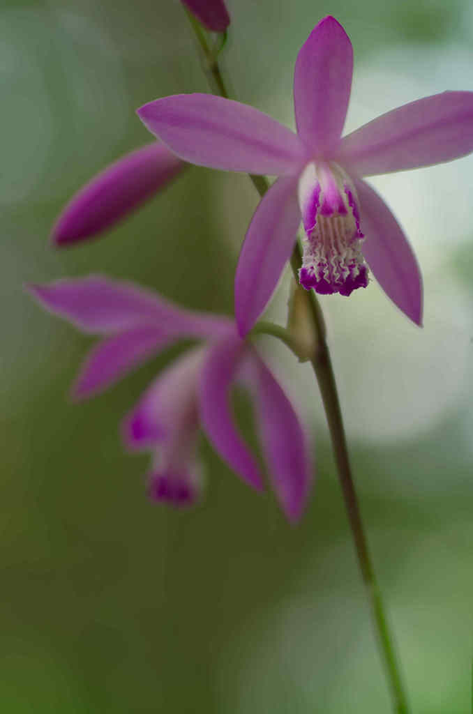 木洩れ日のシラン