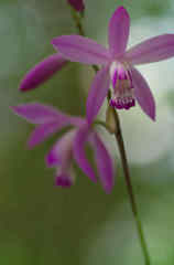 木洩れ日のシラン