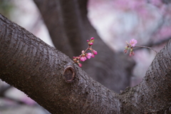 河津桜１