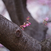 河津桜１