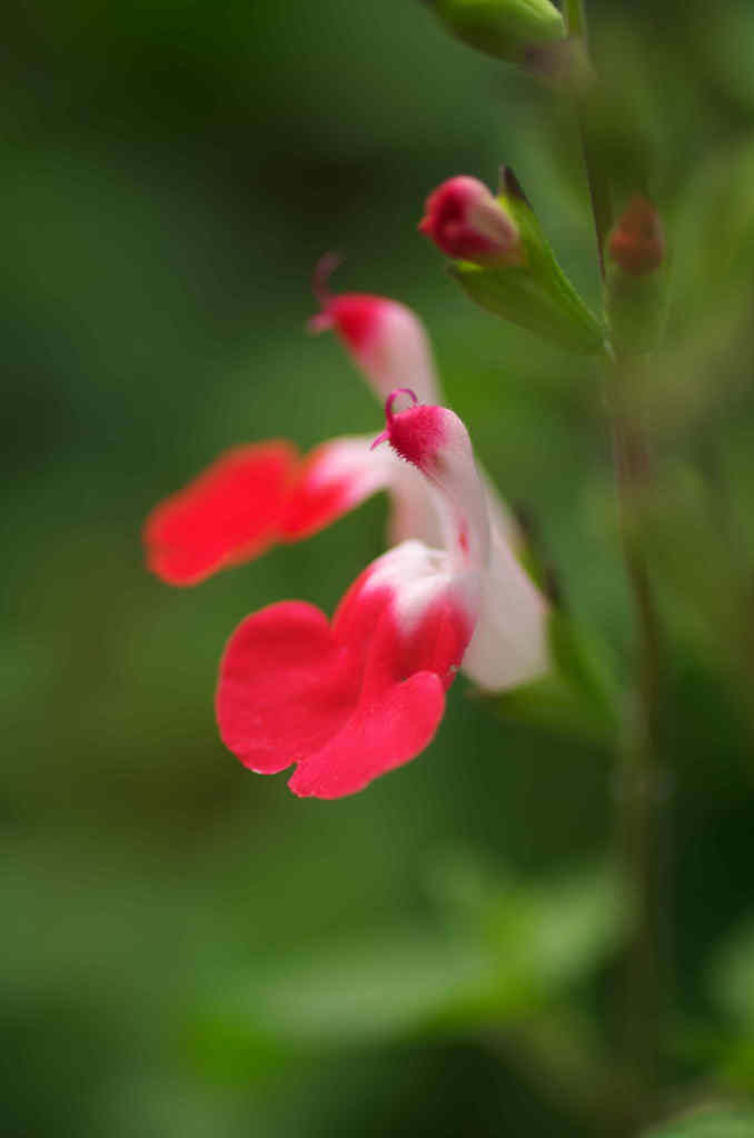 チェリーセイジ