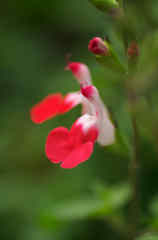 チェリーセイジ