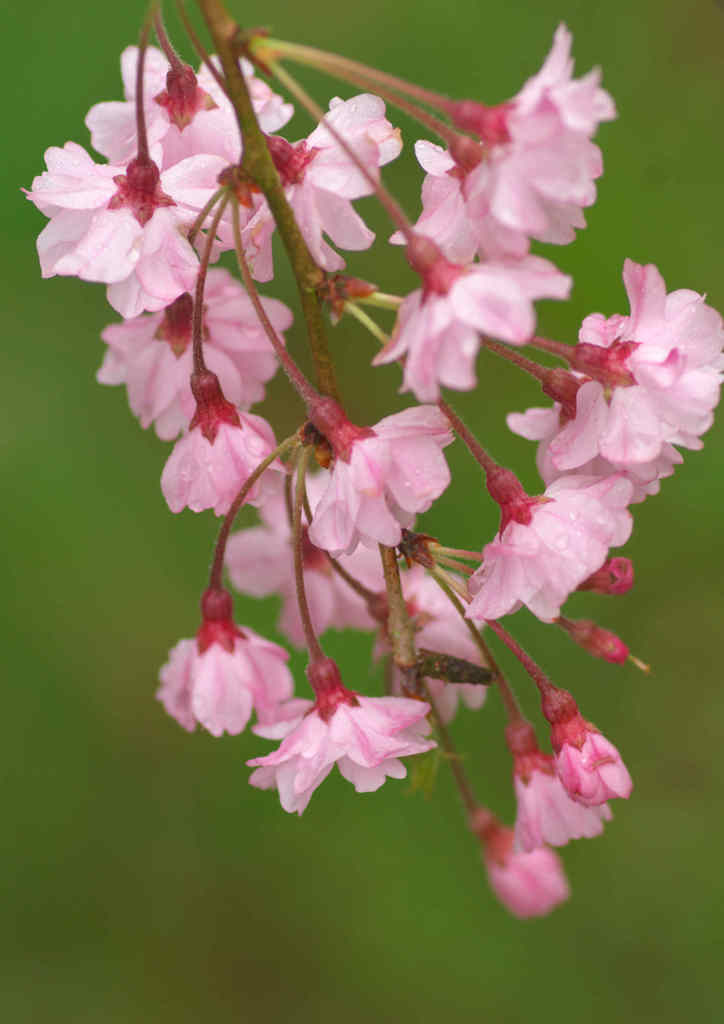 枝垂れ桜