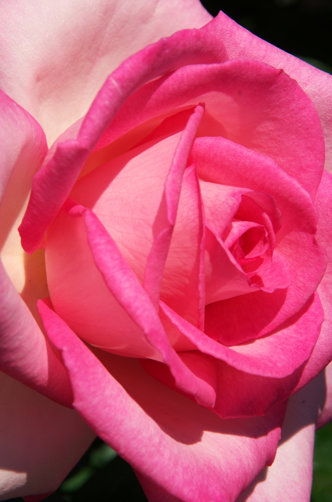 ピンクレディー