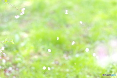 花吹雪