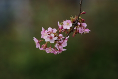 河津桜　早春