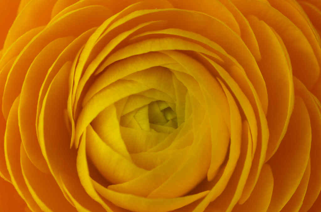 ラナンキュラス