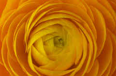 ラナンキュラス