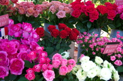 バラ園の花屋