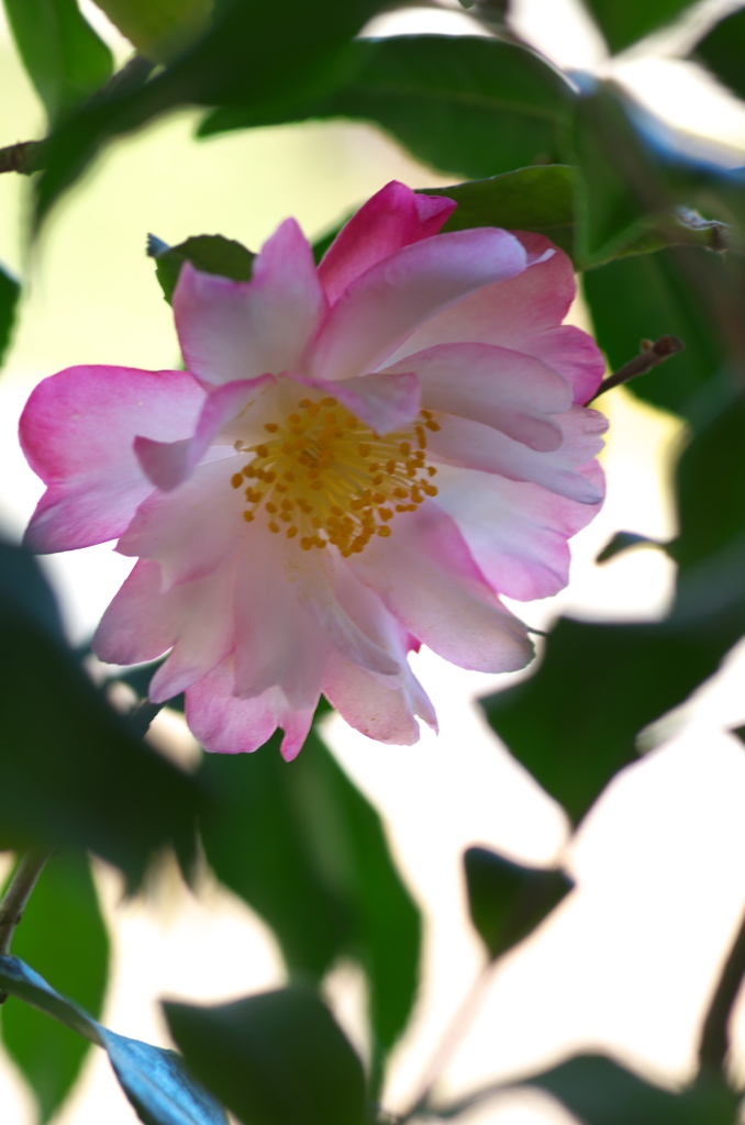 山茶花３
