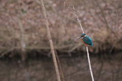 カワセミ　水辺