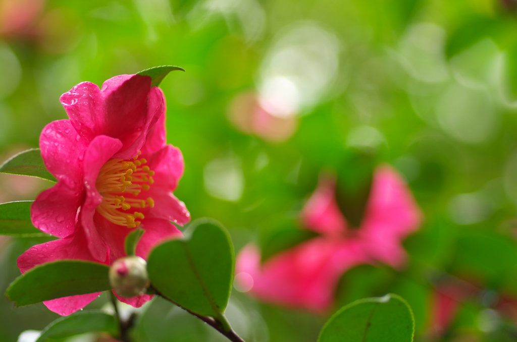 山茶花
