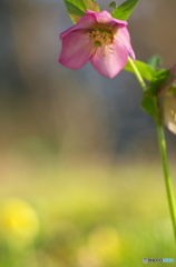 ｸﾘｽﾏｽﾛｰｽﾞ