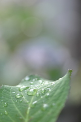 雨上がり