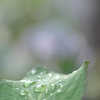 雨上がり