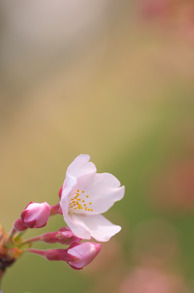 二分咲きの日曜日