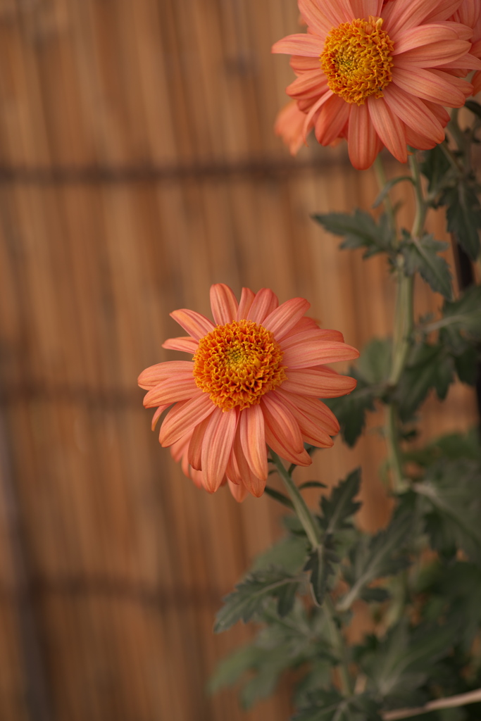 古典菊１