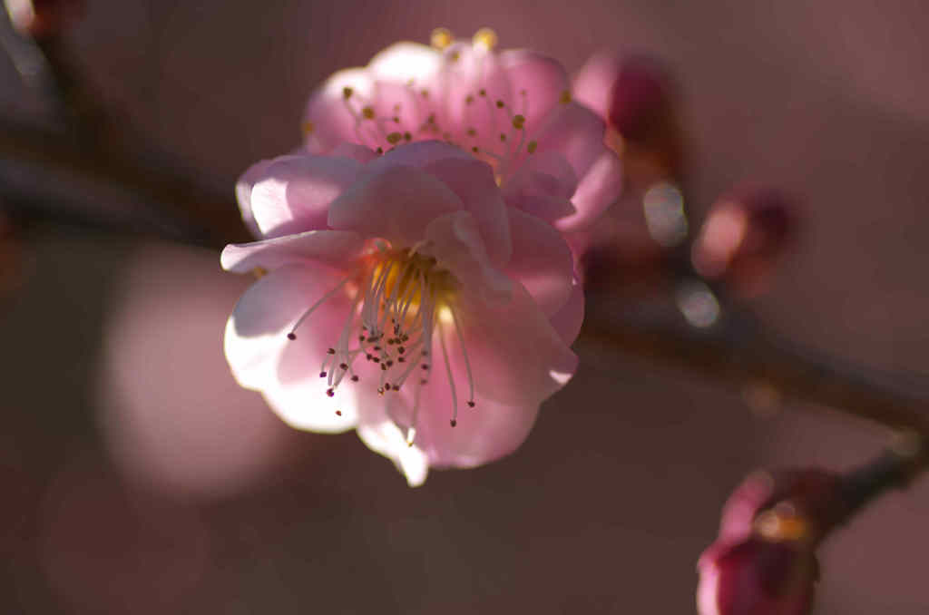 春到来１