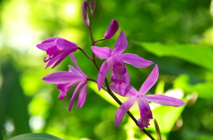 初夏 の紫蘭