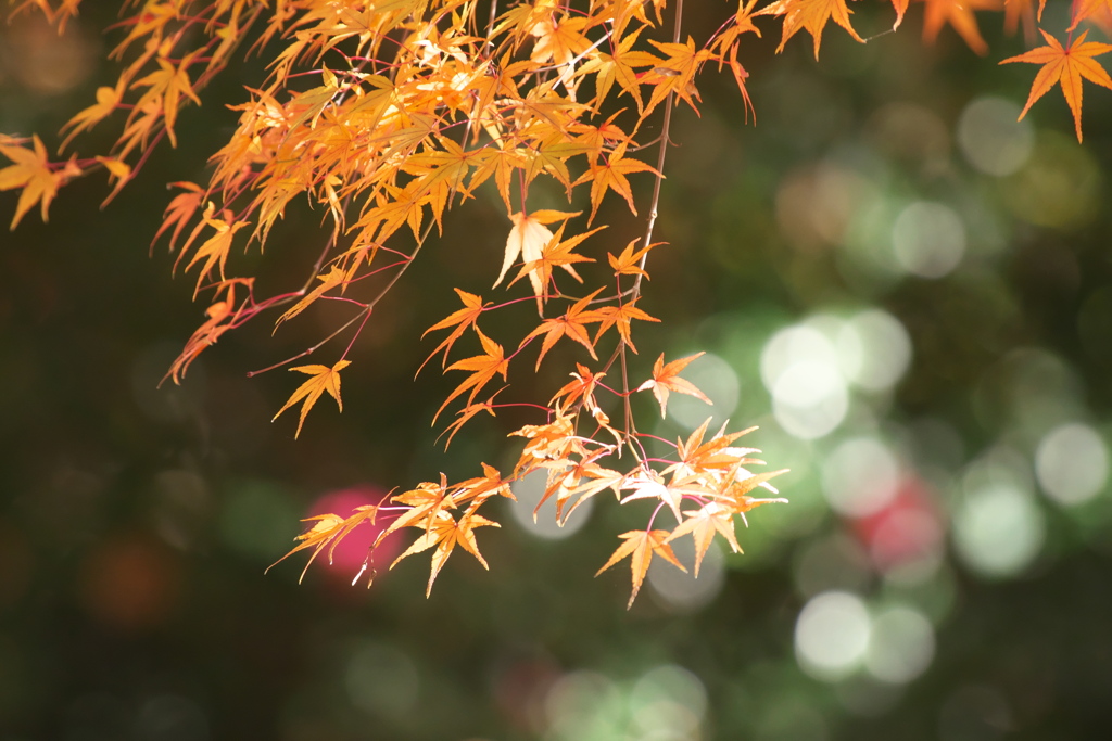 紅葉