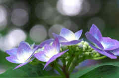 玉ボケ七変化３