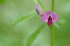 カラスノエンドウ