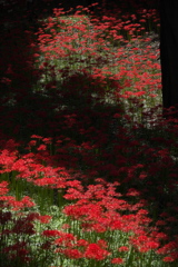 彼岸花