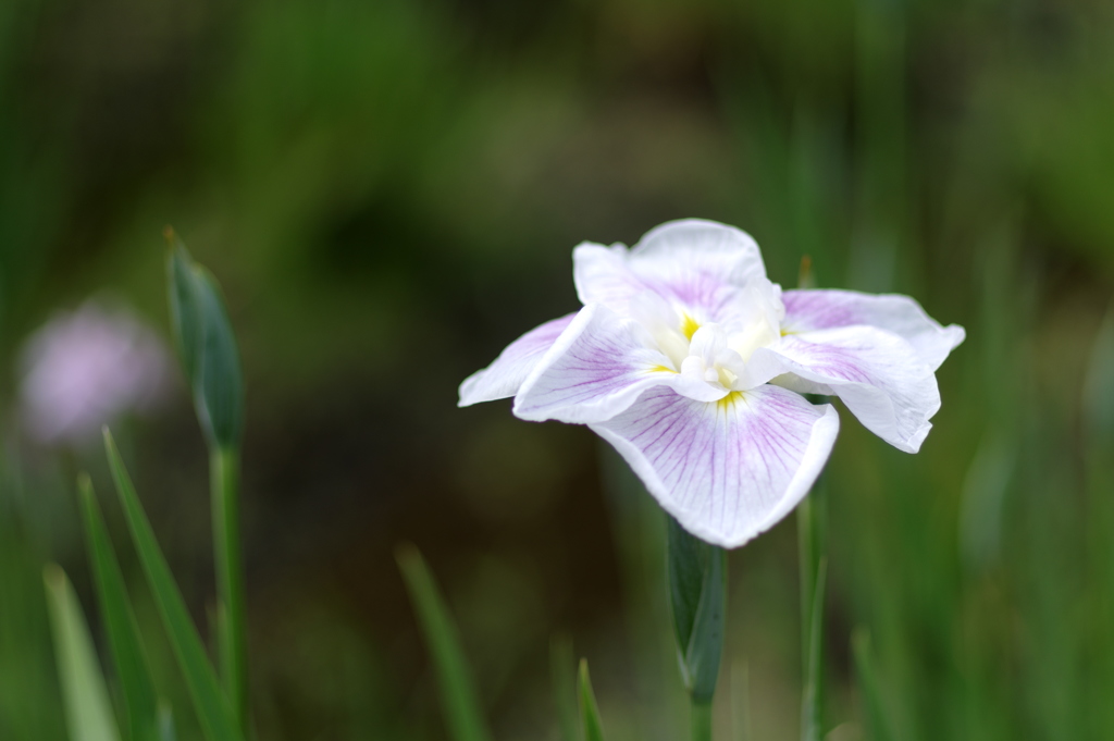 令和の菖蒲