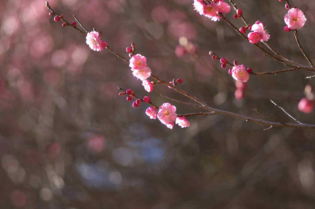 春到来