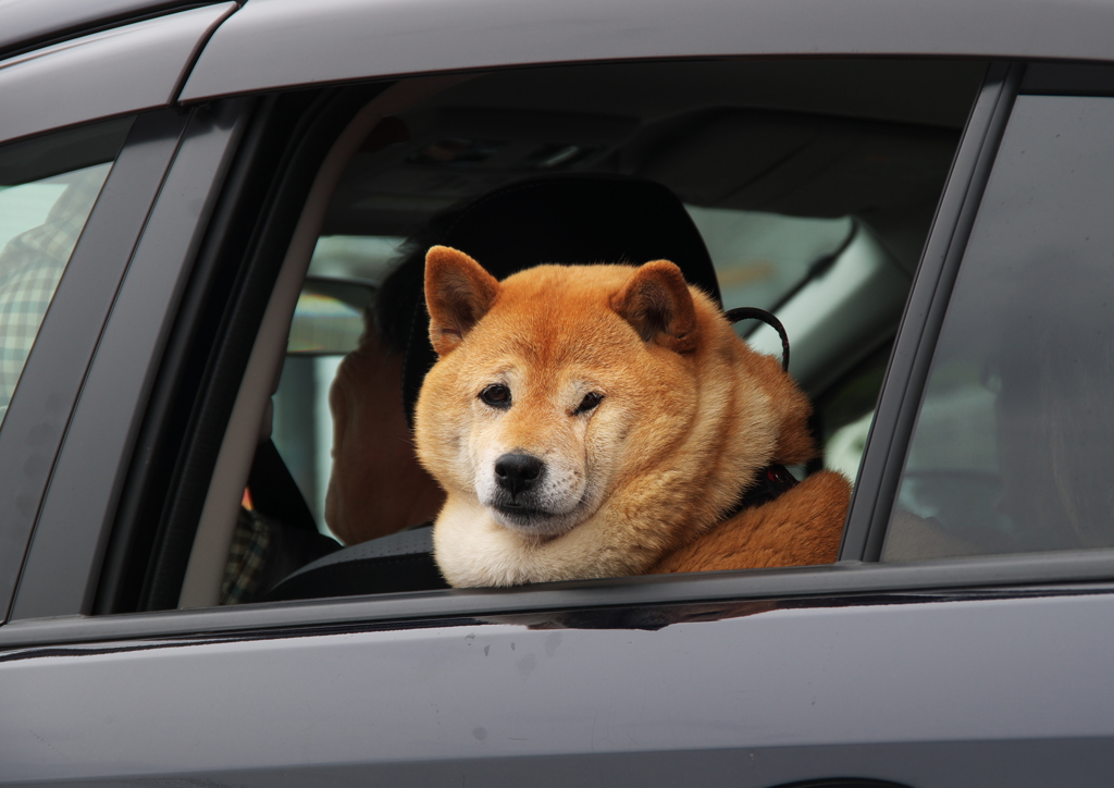 Go For Drive