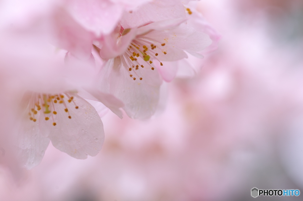 春雨