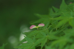 ヘリコプター