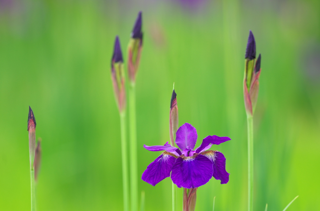 花菖蒲２