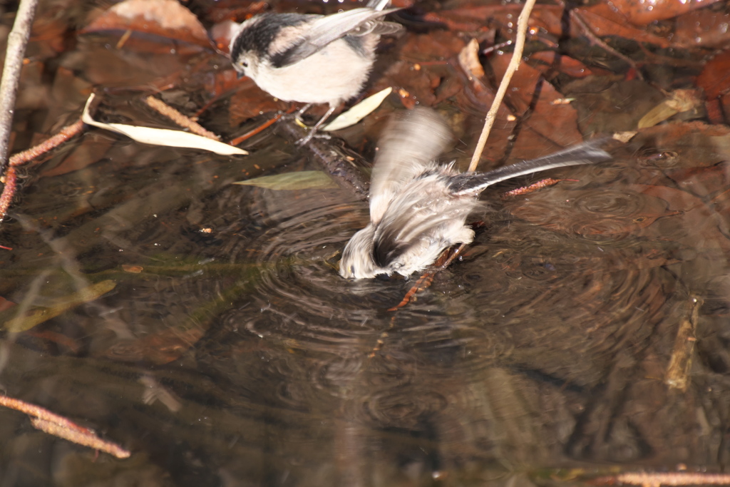 エナガ水浴び1