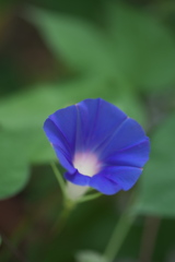 朝顔