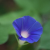 朝顔