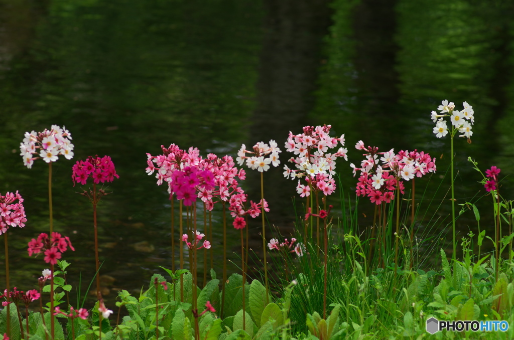 千手が浜のｸﾘﾝｿｳ2
