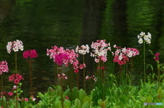 千手が浜のｸﾘﾝｿｳ2