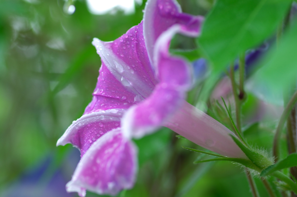 朝顔　雨