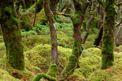 森の苔