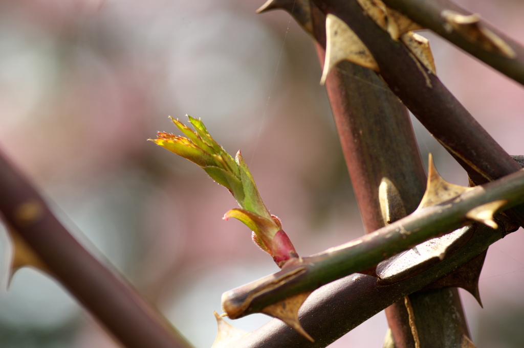 芽吹き